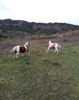 le bonheur est dans le pré